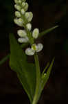 Seneca snakeroot